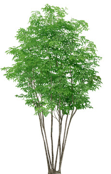 樹(shù)木喬木