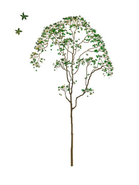詩(shī)意樹木