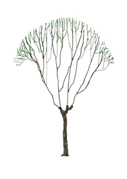 詩意樹木