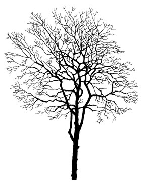 枯樹(shù)