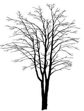 枯樹