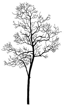 枯樹