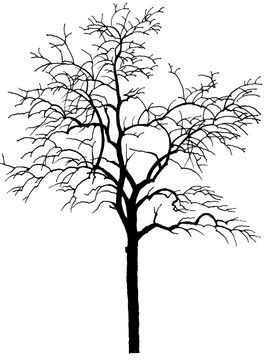 枯樹
