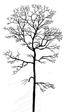 枯樹