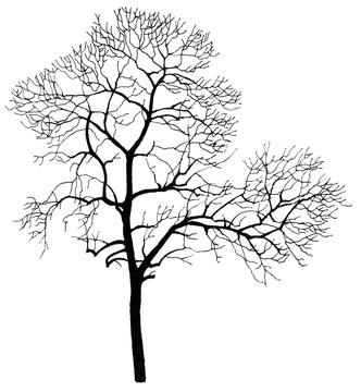 枯樹(shù)