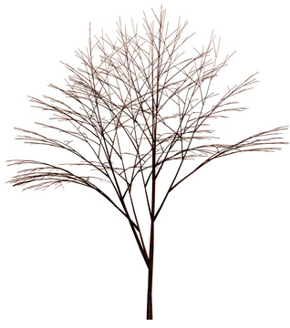 詩(shī)意樹(shù)木
