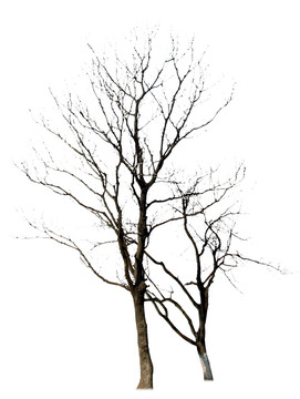 枯樹