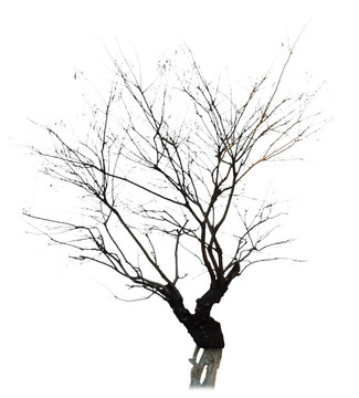 枯樹