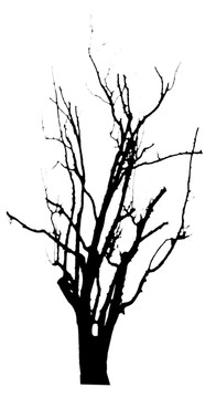 枯樹
