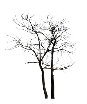 枯樹