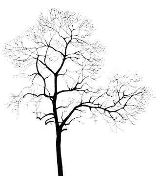 枯樹
