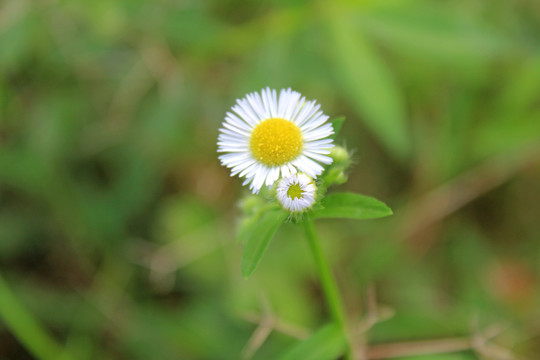 太阳花