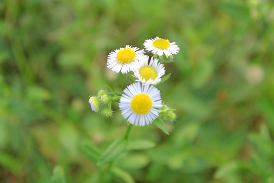 野菊花