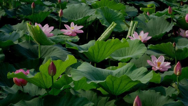 荷花池