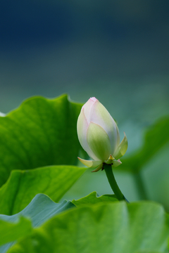 荷花花蕾