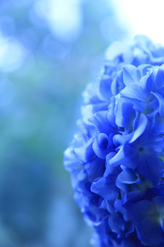 蓝色花卉背景