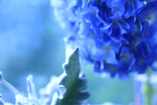 蓝色花卉背景