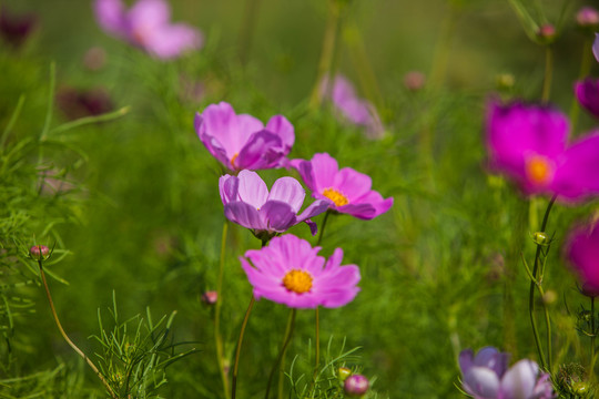 格桑花