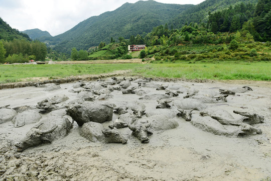 泥塘洗澡的水牛