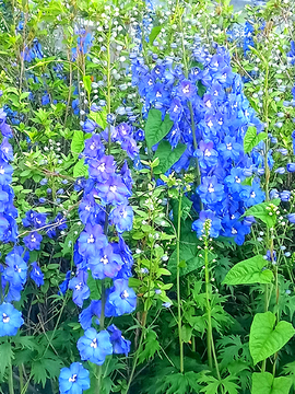 高翠雀花