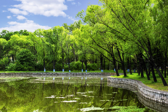 绿树湖水蓝天