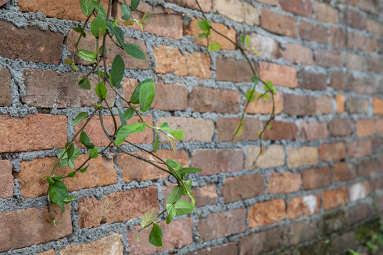 砖墙绿植