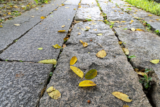 石板路上的落叶