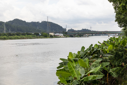 番禺沙湾紫坭