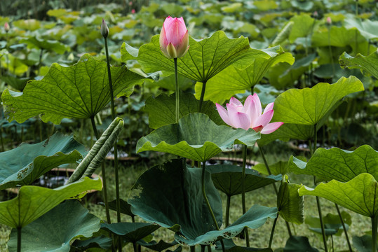 一点红荷花