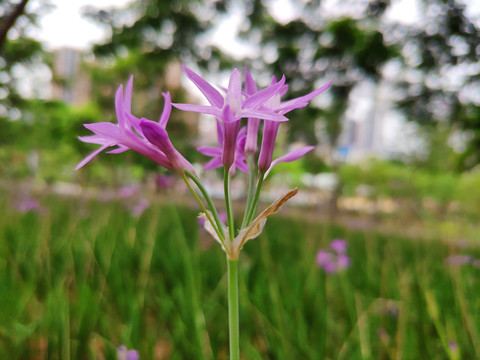 蒜味草