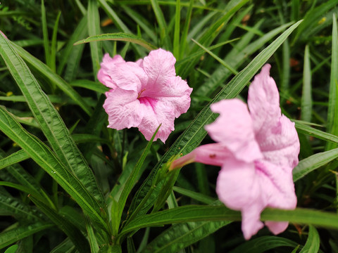 翠芦莉