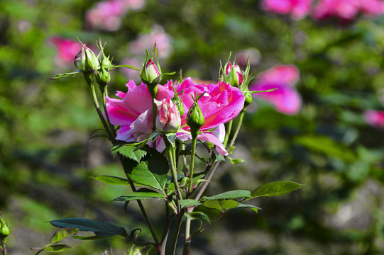 玫瑰花