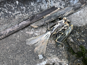 死去的鸟