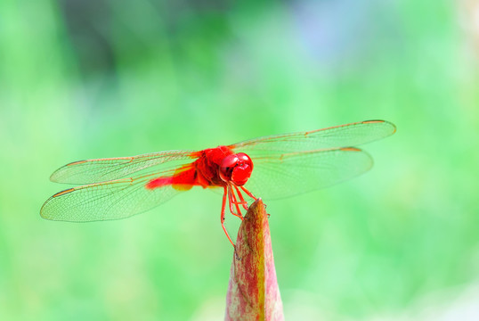 紅蜻蜓