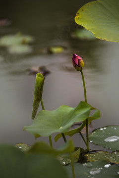 池塘小荷