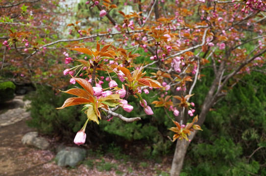 青龙寺樱花