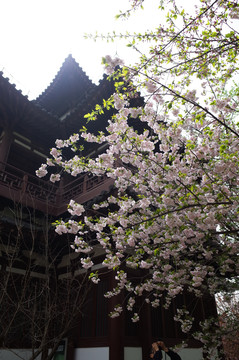 青龙寺樱花