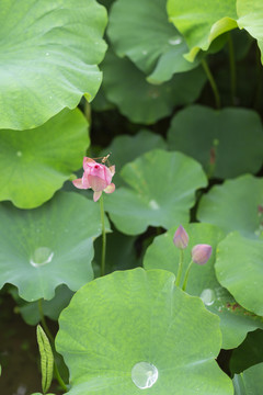 荷花与蜻蜓