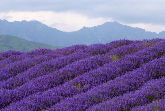 薰衣草