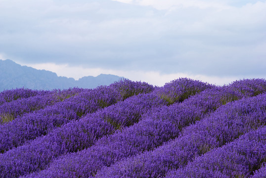 薰衣草