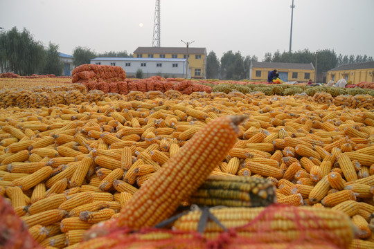 丰收的玉米农场