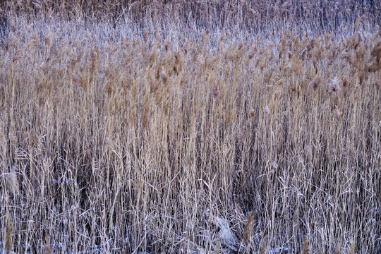 冬季湿地芦苇荡