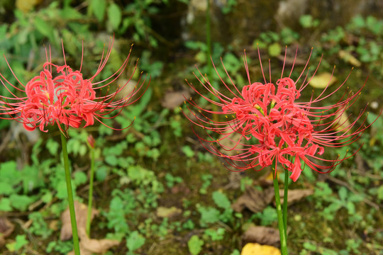 幽灵花彼岸花