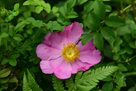 木槿大碗花