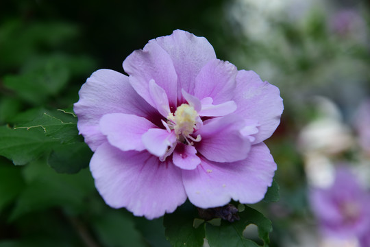 木槿花花朵