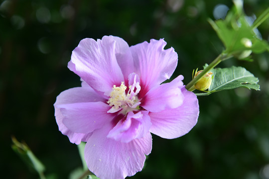 木槿花花朵