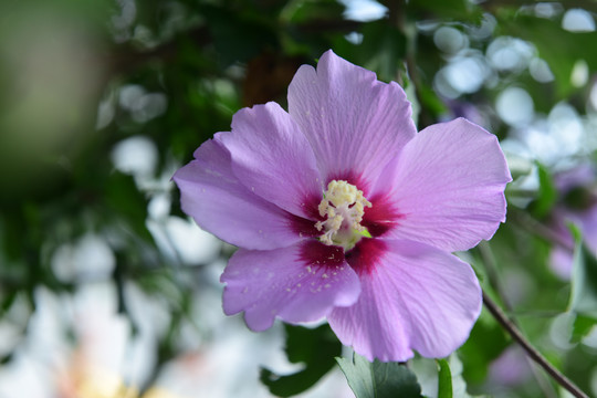 木槿花花朵