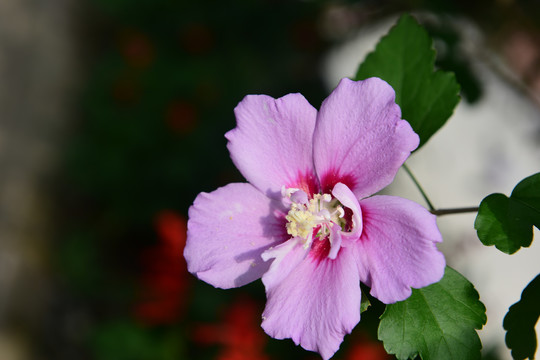 木槿花花朵