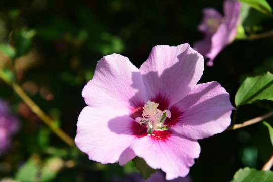 木槿花