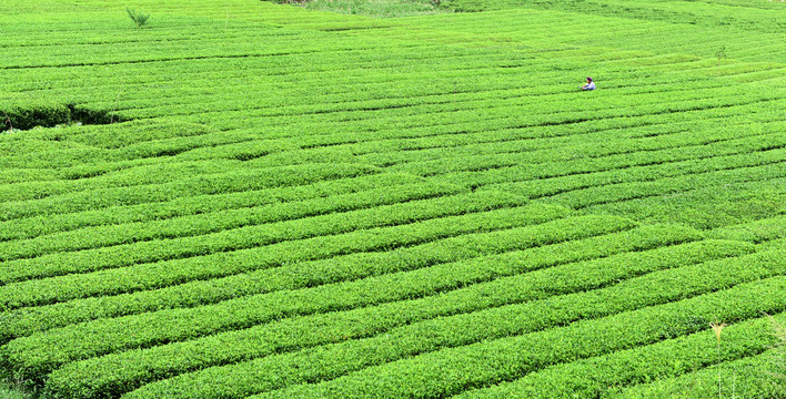 有机茶园